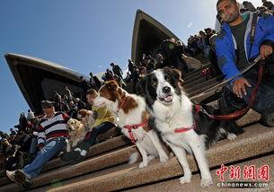狗狗歌剧院,一场充满欢乐与温馨的宠物音乐盛宴